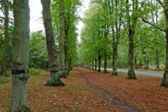 Common Lime (Tilea x europaea), Clumber Park, Notts