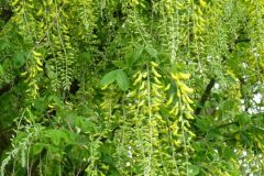 Common laburnum (Laburnum anagyroides), Grounds of Doncaster Royal Infirmary.