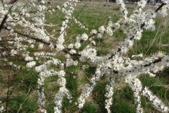 Blackthorn (Prunus spinosa),