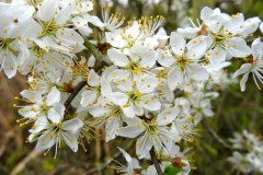 Blackthorn (Prunus spinosa),