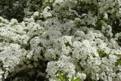 Hawthorn (Crataegus laevigata), Old Moor