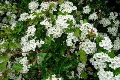 Hawthorn (Crataegus laevigata), Old Moor