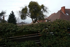 Mistletoe (Viscum album), near Bawtry Road, Doncaster