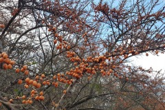 Sea Buckthorn (Hippophae rhamnoides), Highfield Lake.