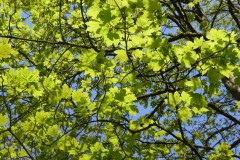 Sycamore (Acer pseudoplatanus), Grove Park, Doncaster