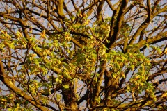 Sycamore (Acer pseudoplatanus), Grove Park, Doncaster