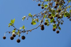 London Plane (Platanus x hispanica), Sandall Park, Doncaster