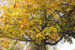 London Plane (Platanus x hispanica), Thorn Rd, Doncaster