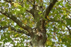 London Plane (Platanus x hispanica), Thorn Rd, Doncaster