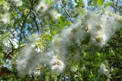 Goat Willow (Salix caprea), Doncaster