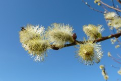 Goat Willow (Salix caprea), Old Moor