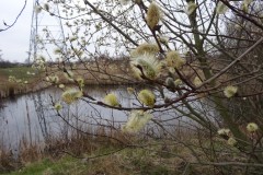 Goat Willow (Salix caprea), Old Moor