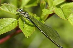 Common Blue Damselfly (Enallagma cyathigerum), immature female, RSPB Old Moor.