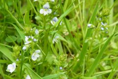 Thyme-leaved Speedwell (Veronica serpyllifolia), Finningley.