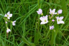 Lady's Smock (Cardamine pratensis), Finningley.