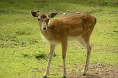 Fallow Deer (Dama dama), Wetlands Animal Park, Retford