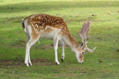 Fallow Deer (Dama dama), Wetlands Animal Park, Retford