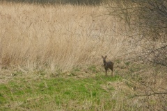 Roe deer (Capreolus capreolus), Potteric Carr.