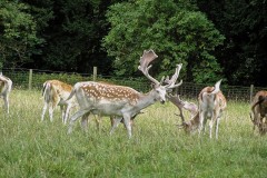 Fallow Deer  (Dama dama), Castle Howard.