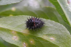 Unknown Instar