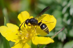 Possibly Ancistrocerus trifasciatus, Potter Wasp, Thorne Moor