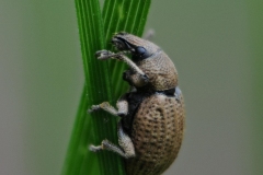 Otiorhynchus sp. Whitwell Wood