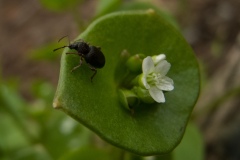 Otiorhynchus sulcatus - Black Vine Weevil, Barrow Hills NR