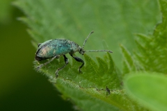 Phyllobius pomaceus -  Nettle Weevil, Anston Stones Wood