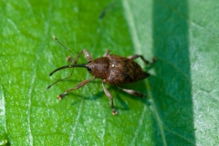 Curculio nucum - Nut Weevil, Lound