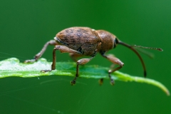 Curculio nucum - Nut Weevil, Lound