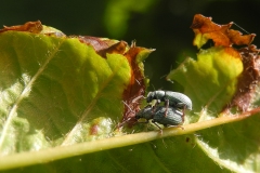 Phyllobius pomaceus -  Nettle Weevil, Anston Stones Wood