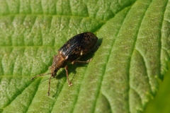 Phyllobius pyri, Anston Stones Wood