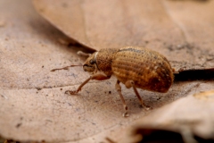 Polydrusus mollis, Clumber Park