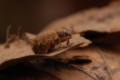 Polydrusus mollis, Clumber Park