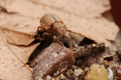 Polydrusus mollis, Clumber Park